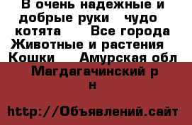 В очень надежные и добрые руки - чудо - котята!!! - Все города Животные и растения » Кошки   . Амурская обл.,Магдагачинский р-н